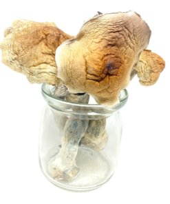 Buy Mushrooms Canada Buy Amazonian Magic Mushroom