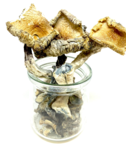 Buy Mushrooms Canada Buy Blue Meanie Magic Mushroom