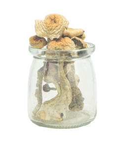 Buy Mushrooms Canada Buy Golden Penis Envy Magic Mushrooms Online