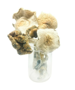 Buy Mushrooms Canada Buy Golden Teacher Magic Mushrooms