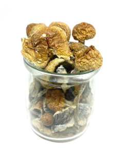 Buy Mushrooms Canada Buy Hawaiian Blue Meanie Magic Mushrooms