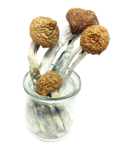 Buy Mushrooms Canada Buy McKennaiis Magic Mushroom Online