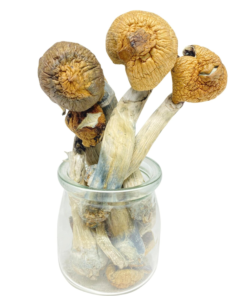 Buy Mushrooms Canada Buy Mexican Dutch King Magic Mushroom Online