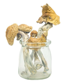 Buy Mushrooms Canada Buy PE #6 Magic Mushrooms Online