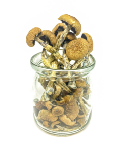 Buy Mushrooms Canada Buy Penis Envy Magic Mushrooms