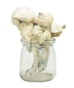 Buy Mushrooms Canada Buy South American Magic Mushrooms