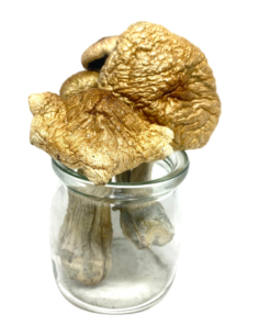 Buy Mushrooms Canada Buy Treasure Coast Magic Mushrooms Online
