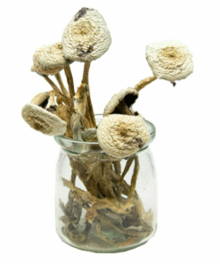 Buy Mushrooms Canada Buy White Avery Albino Magic Mushroom Online